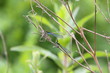 Common blue damsel fly