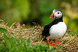 Puffin on the rock, Iceland