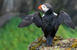Puffin with spread wings on the rock, Iceland