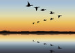 Vol de canard