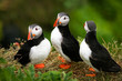 Puffin Family on the rock, Iceland Puffin Family on the rock, Iceland