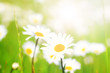 Blumenwiese