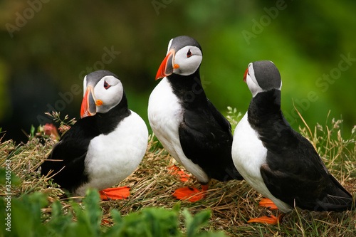 Photo: Puffin Family on the rock, Iceland Puffin Family on the rock, Iceland