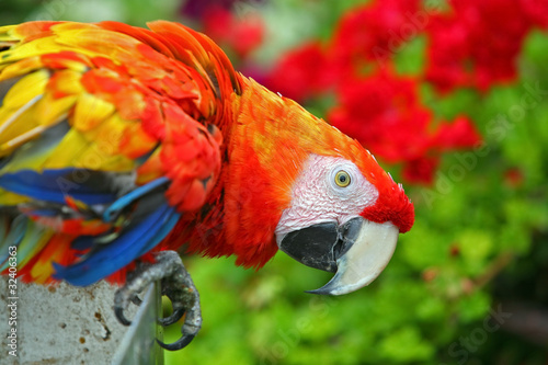 Foto: Colorful Macaw Colorful Macaw