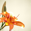 Lily flower abstract vector background, wedding card template