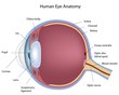 Cross section of human eye, eps8