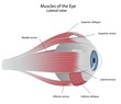 Muscles of the eye, eps8