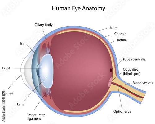 Vektor: Cross section of human eye, eps8 Cross section of human eye, eps8