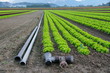 plantation de salades