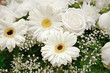 Foto: White flowers backdrop - chrysanthemums and roses White flowers backdrop - chrysanthemums and roses