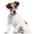 jack russel, 5 years old jack russel, 5 years old