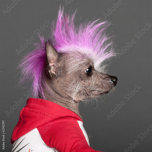 Photo: Close-up of Chinese Crested Dog with pink mohawk, 4 years old Close-up of Chinese Crested Dog with pink mohawk, 4 years old