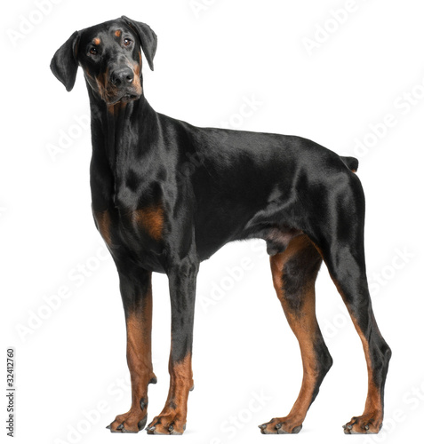 Photo: Doberman Pinscher, 13 months old Doberman Pinscher, 13 months old