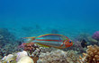 Moon wrasse Moon wrasse