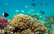 Chromis viridis Chromis viridis