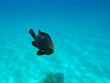 Three-spot dascyllus at the Red Sea coral reef Three-spot dascyllus at the Red Sea coral reef