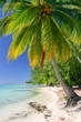 Palm tree, Moorea, French Polynesia