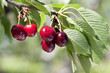 Cerises