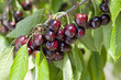 Cerises