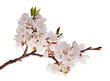 cherry-tree branch with lot of flowers cherry-tree branch with lot of flowers