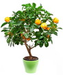 Small tangerines tree