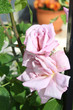 roses rose