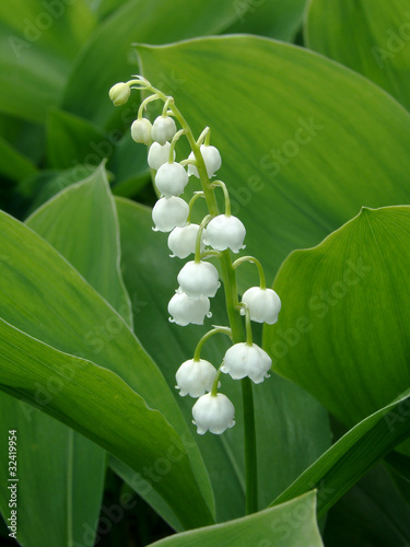 Foto: lily of the valley lily of the valley