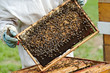 apiculture