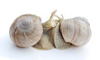Snails.