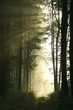 Photo en ligne au meilleur prix Trail in the deciduous forest on a foggy morning