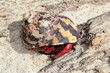 Red Legged Hermit Crab in Mexico beach sand Red Legged Hermit Crab in Mexico beach sand