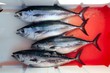 bloody bluefin four tuna fish Thunnus thynnus catch bloody bluefin four tuna fish Thunnus thynnus catch