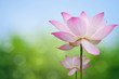 Pink lotus Pink lotus
