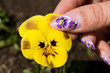 Beautiful nails and fingers with flower