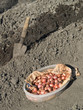 planting onions