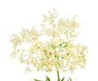 elderflowers