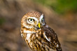 Littleowl Littleowl