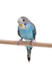 blue budgie