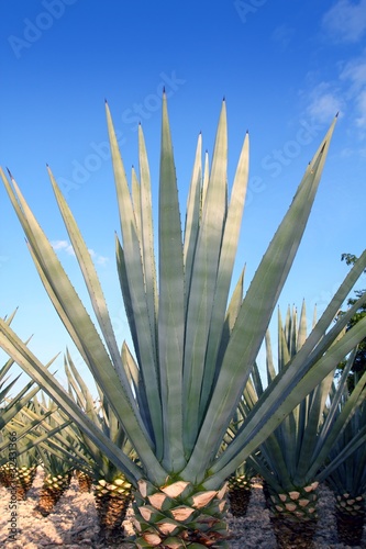 Photo: Agave tequilana plant for Mexican tequila liquor Agave tequilana plant for Mexican tequila liquor