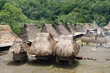 Indonesia, Flores, Bena village