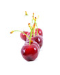 Cerises en rang sur fond blanc