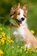 border collie puppy in flowers