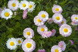 meadow of daisies