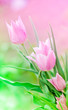 Pink tulips in a bunch