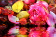 Rosenwasser
