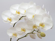 Aproape complet albă Orchid