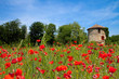 Paysage de coquelicots Paysage de coquelicots