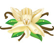 Vector illustration vanilla flowers