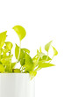 Devil's ivy on white background