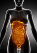 Female Abdominal organs